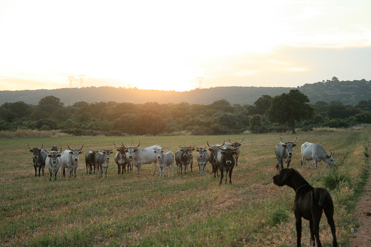 Azienda agricola